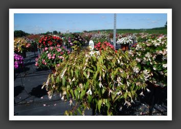 Begonia Mandalay Pearl_6175