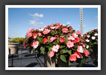 Impatiens SunPatiens Compact Coral_6113