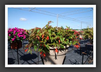 Begonia Mandalay _6176