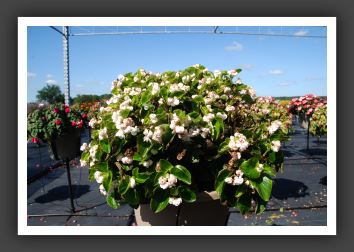 Begonia Gumdrop_6180