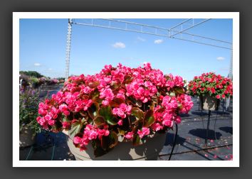 Begonia Doublet Rose_6182
