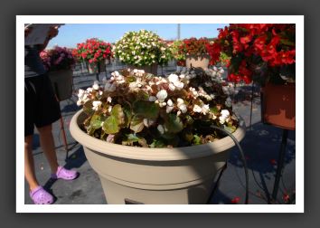 Begonia Doublet White_6184