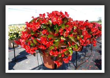 Begonia Big Red Green Leaf_6185