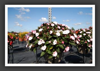 Impatiens SunPatiens Compact Blush Pink_6114