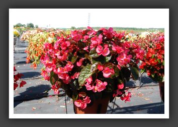 Begonia Big Rose Bronze Leaf_6187
