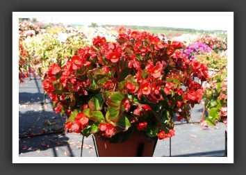 Begonia Bayou Scarlet_6188