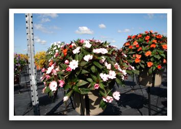 Impatiens SunPatiens Compact Orange_6115