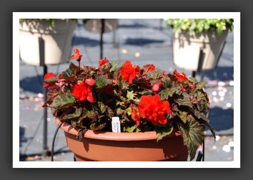 Begonia Panorama Scarlet_6198