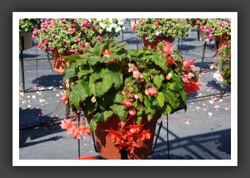 Begonia Illumination Salmon Pink_6200