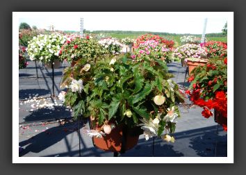 Begonia Illumination White_6201