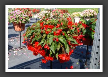 Begonia Illumination Orange _6202