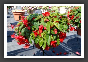 Begonia Illumination Rose_6203
