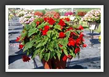 Begonia Illumination Scarlet_6204
