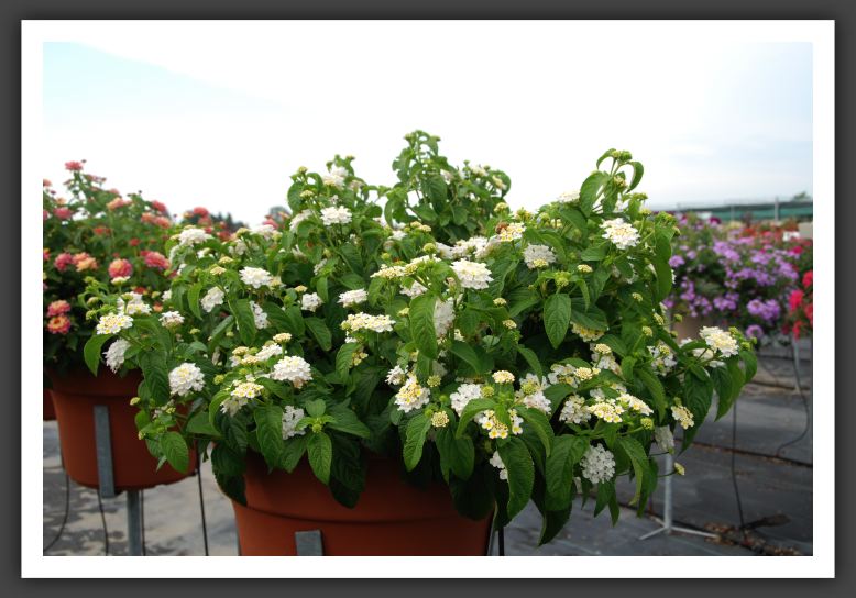 Lantana Landmark White_5547