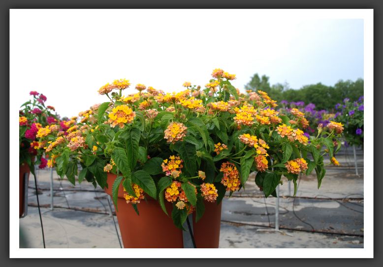 Lantana Landmark Pink Glow_5556