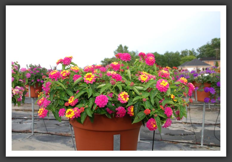 Lantana Landmark Rose Sunrise_5557