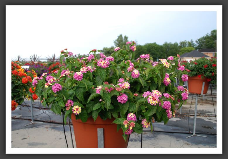 Lantana Landmark Rose Glow Imp._5558