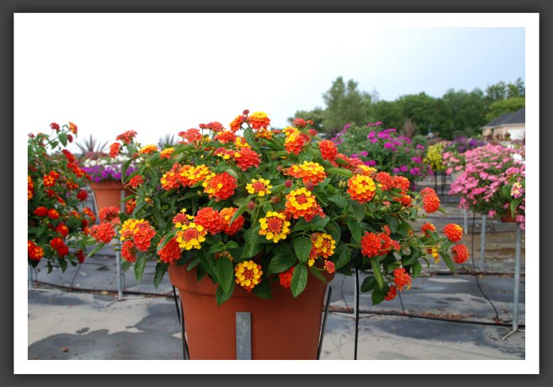 Lantana Landmark Citrus_5559