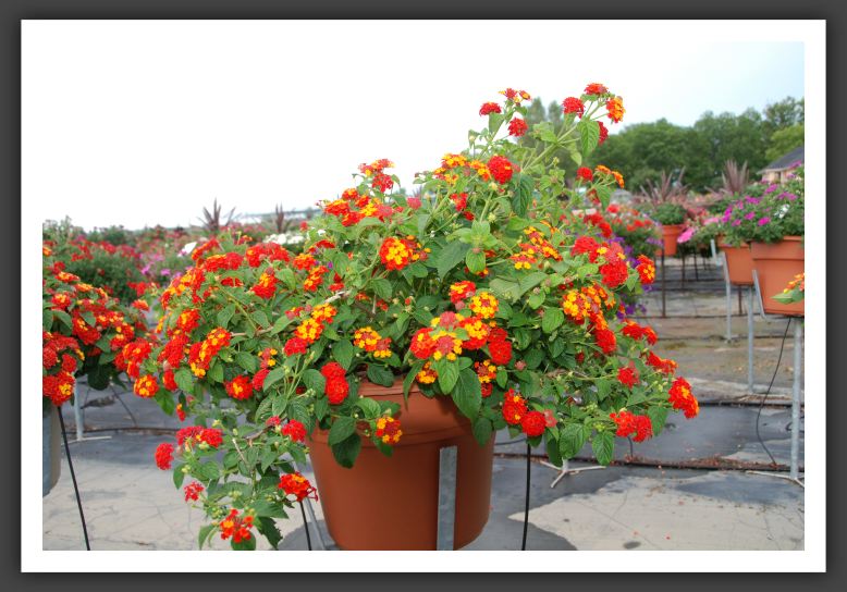 Lantana Luscious Citrus Blend_5560