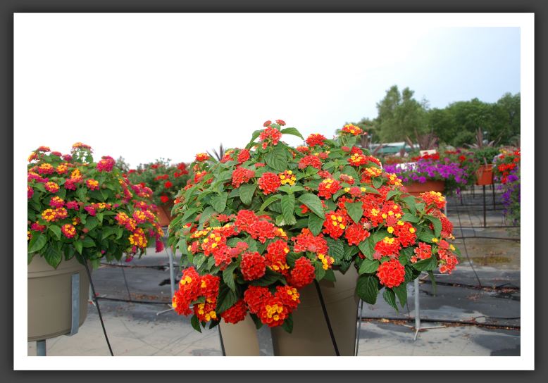 Lantana Bandana Red 09_5561