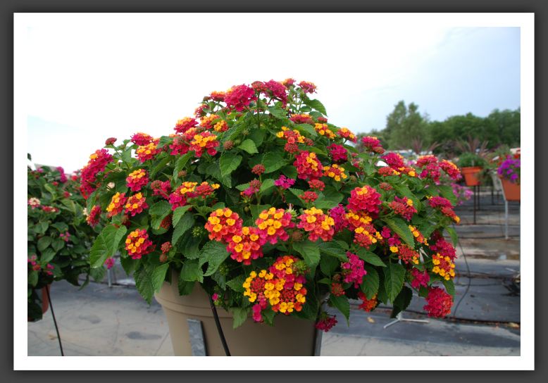 Lantana Bandana Cherry Sunrise_5562