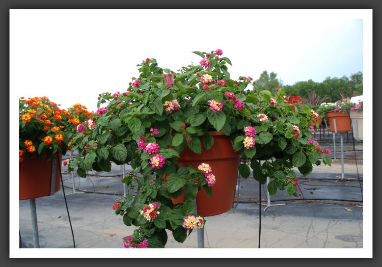Lantana Morning Glow Pink and Yellow_5563