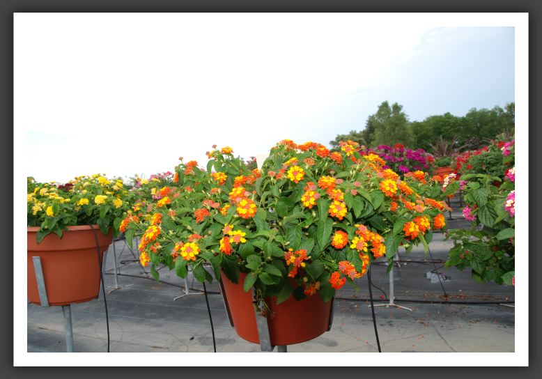 Lantana Morning Glow Orange and Yellow_5564