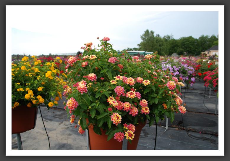 Lantana Landmark Peach Sunrise Imp_5548