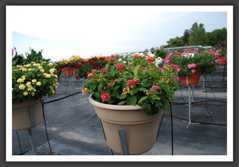 Lantana Lucky Peach_5566