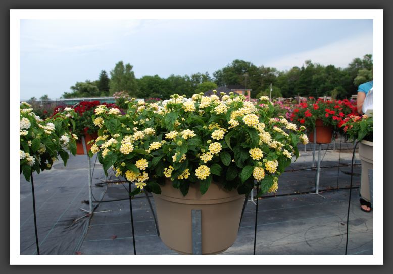 Lantana Lucky Lemon Cream_5567