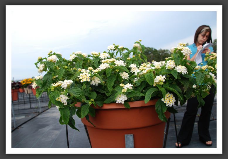 Lantana Lucky White_5568