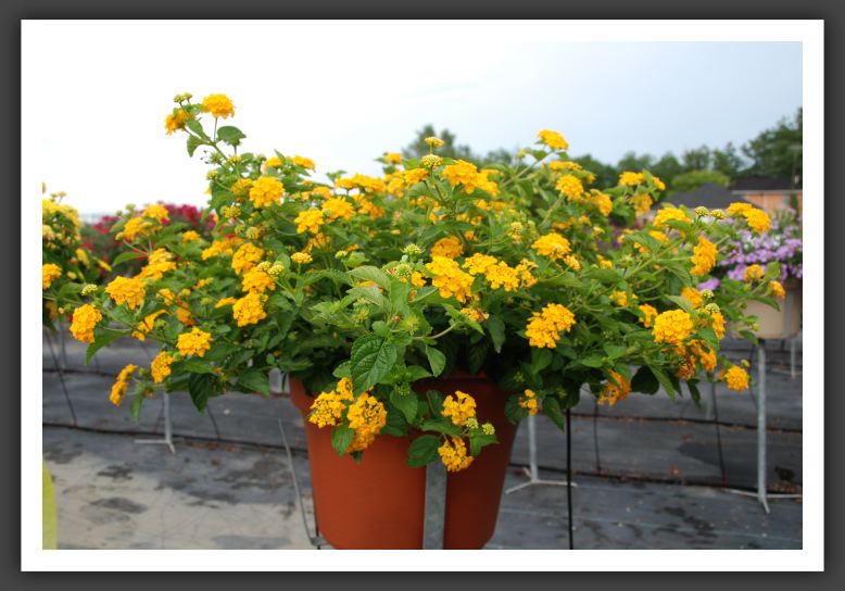 Lantana Landmark Gold_5549