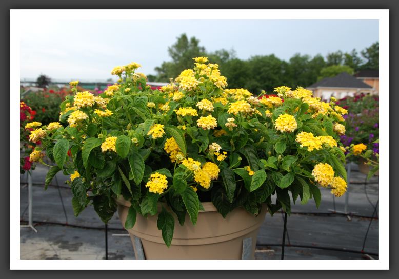 Lantana Landmark Yellow_5550
