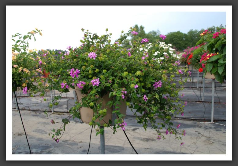 Lantana Luscious Grape_5553