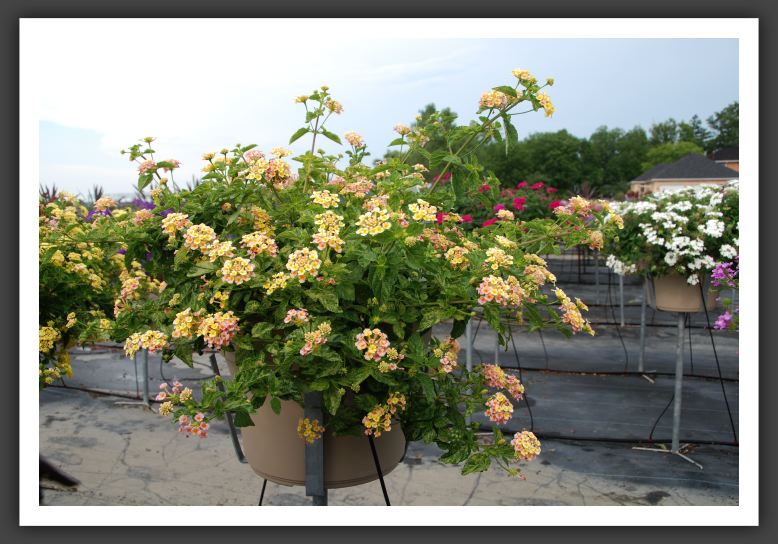 Lantana Luscious Tropical Fruit_5554