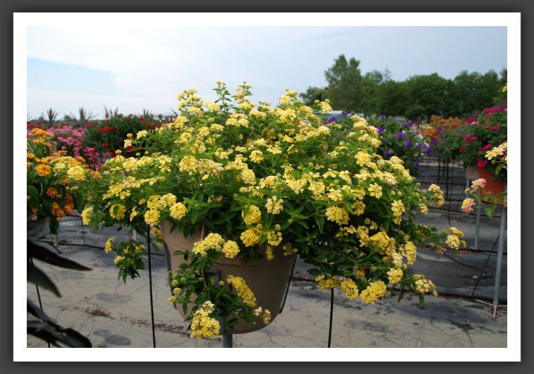 Lantana Luscious Lemonade_5555