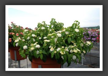 Lantana Landmark White_5547
