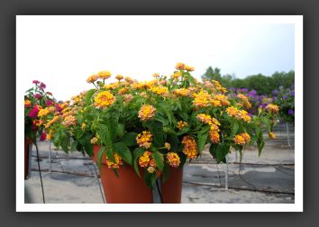 Lantana Landmark Pink Glow_5556