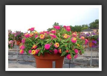 Lantana Landmark Rose Sunrise_5557