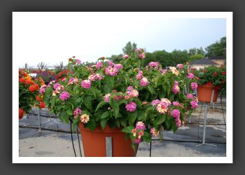 Lantana Landmark Rose Glow Imp._5558