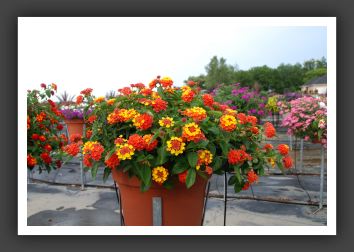 Lantana Landmark Citrus_5559