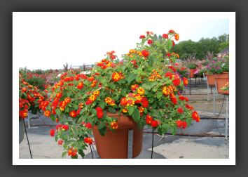 Lantana Luscious Citrus Blend_5560