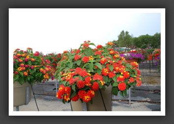 Lantana Bandana Red 09_5561