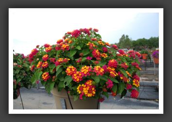 Lantana Bandana Cherry Sunrise_5562
