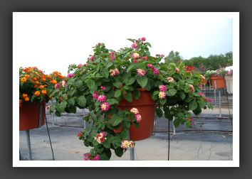 Lantana Morning Glow Pink and Yellow_5563