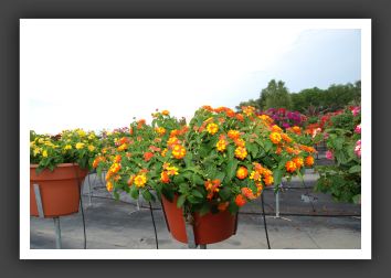 Lantana Morning Glow Orange and Yellow_5564