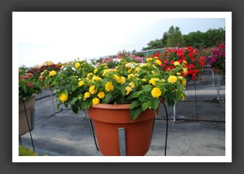 Lantana Lucky Yellow Imp._5565