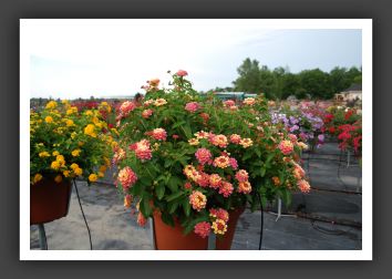 Lantana Landmark Peach Sunrise Imp_5548