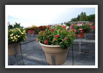 Lantana Lucky Peach_5566