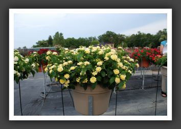 Lantana Lucky Lemon Cream_5567